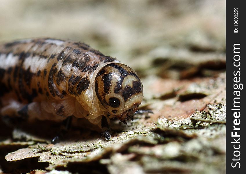 Butterfly Larva