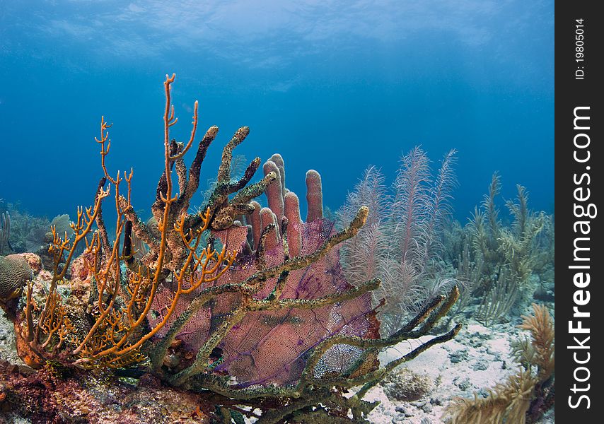 Coral gardens underwater off the coast of Roatan,Honduras