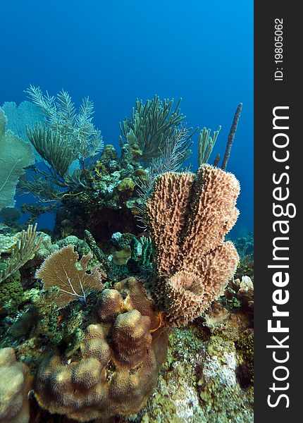 Coral gardens underwater off the coast of Roatan,Honduras