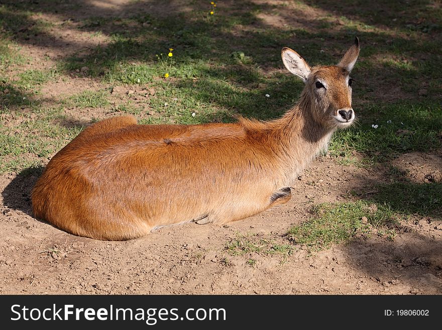 The red lechwe lying on the clearing.