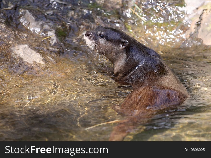The oriental small-clawed otter relaxing in the water.