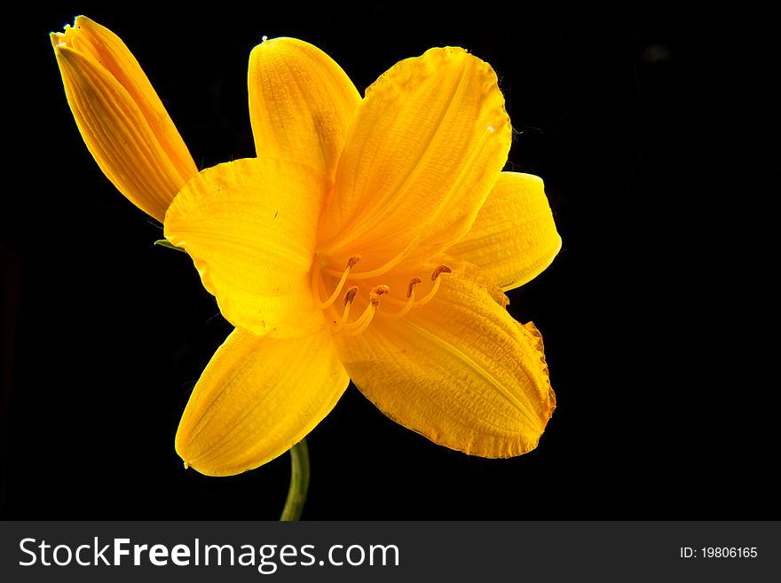 Brightly yellow flower of a lily on a black background