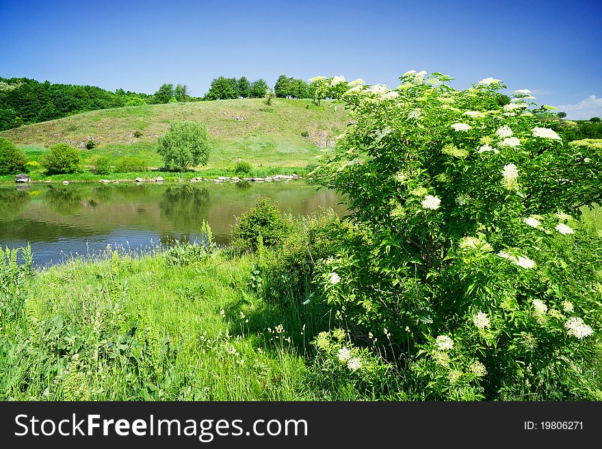 Wonderful elderflowers and splendid river by summer. Wonderful elderflowers and splendid river by summer.