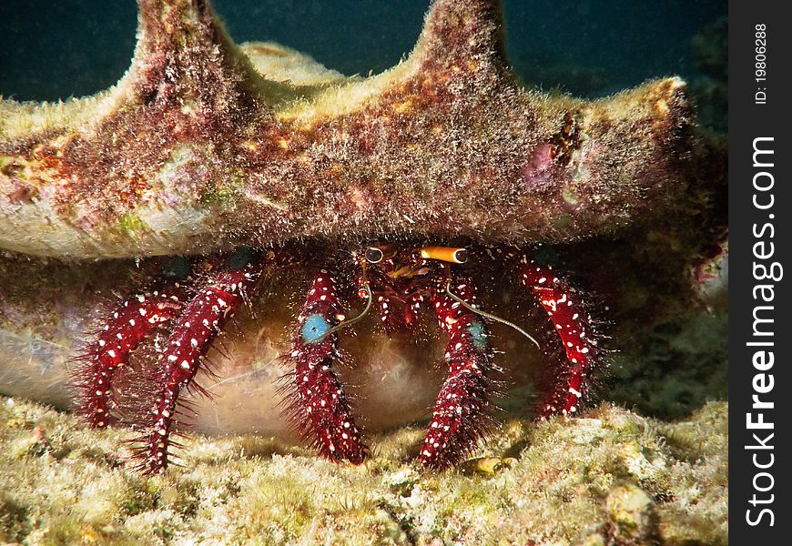 Red and Blue hermit crab