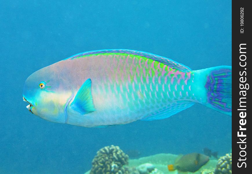 A coloured sheephead parrotfish from maldivian coral reef, near Bathala resort. italian name: Pesce pappagallo scientific name: Scarus Gibbus english name: Sheephead Parrotfish. A coloured sheephead parrotfish from maldivian coral reef, near Bathala resort. italian name: Pesce pappagallo scientific name: Scarus Gibbus english name: Sheephead Parrotfish