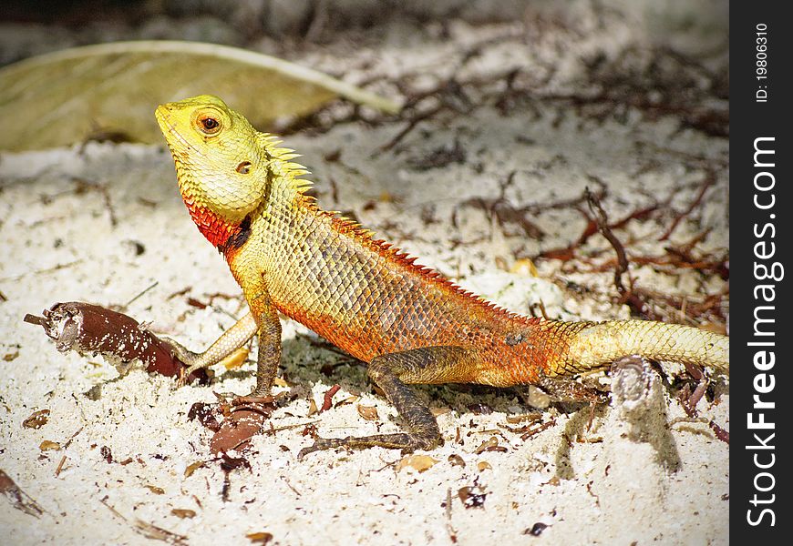 A little lizard on a rock near the beach of caribbean paradise island like background. A little lizard on a rock near the beach of caribbean paradise island like background