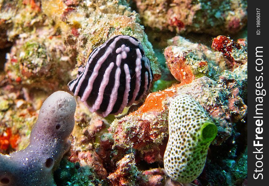 Sea slug hidden among corals