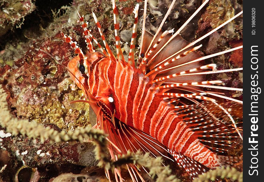 A dangerous fish from maldivian coral reef and very common in tropical sea!
italian name: Pesce Leone (Scorpione)
scientific name: Pterois Volitans
english name: Common Lionfish. A dangerous fish from maldivian coral reef and very common in tropical sea!
italian name: Pesce Leone (Scorpione)
scientific name: Pterois Volitans
english name: Common Lionfish