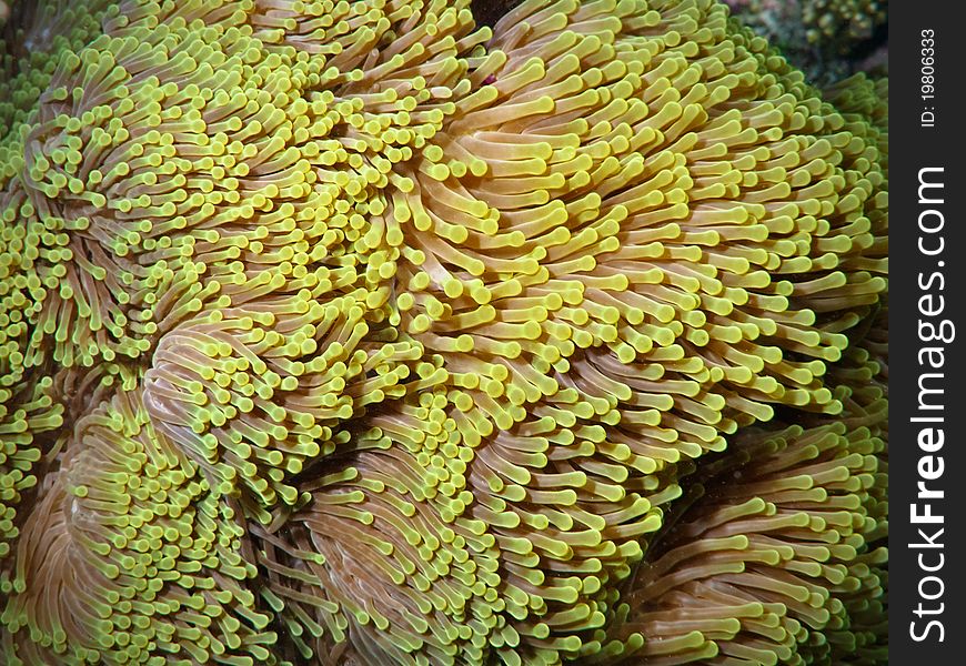 Anemone without clown fish in coral reef of Bathala (Maldives)