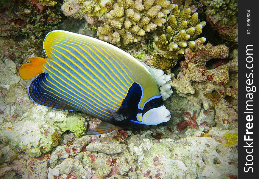 A nice and coloured emperor angelfish near the coral reef of Bathala, Maldives. italian name: Pesce Angelo Imperatore scientific name: Pomacanthus Imperator english name: Emperor Angelfish. A nice and coloured emperor angelfish near the coral reef of Bathala, Maldives. italian name: Pesce Angelo Imperatore scientific name: Pomacanthus Imperator english name: Emperor Angelfish