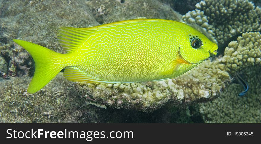 Here is a Blue-Spotted Spinefoot living in maldivian coral reef. You can see it during a normal snorkeling trip!
italian name: Pesce Coniglio Corallino
scientific name: Siganus Corallinus
english name: Blue-Spotted Spinefoot