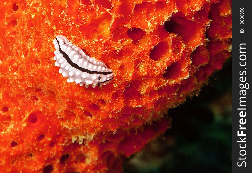 Little nudibranch on a red coral sighted during a dive in a Maldivian pass. Little nudibranch on a red coral sighted during a dive in a Maldivian pass