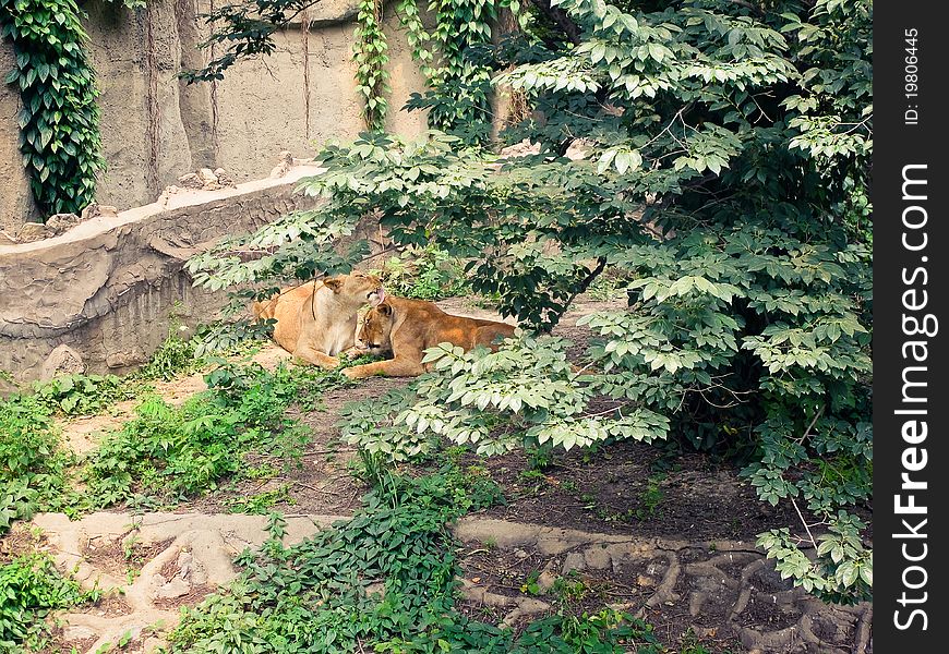 Two lionesses cleaning each other lying in Beijing zoo. Two lionesses cleaning each other lying in Beijing zoo
