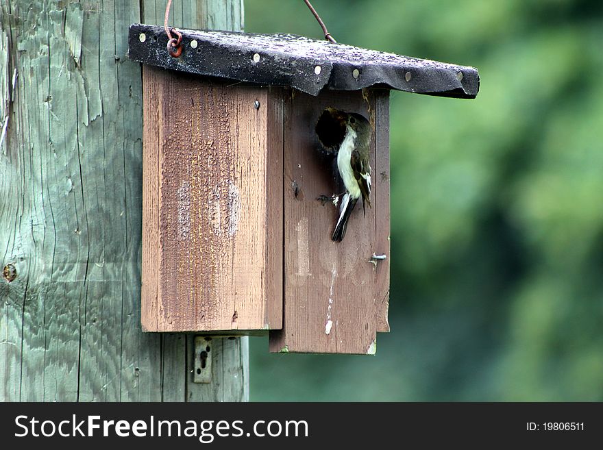 The german bird trauerschnepfer is feeding his kids. The german bird trauerschnepfer is feeding his kids