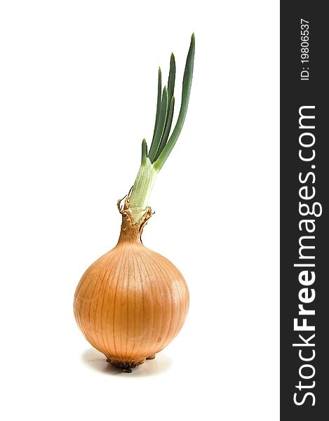 Green onion isolated on white