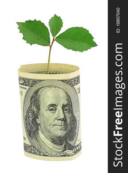 Tree growing from dollar bill