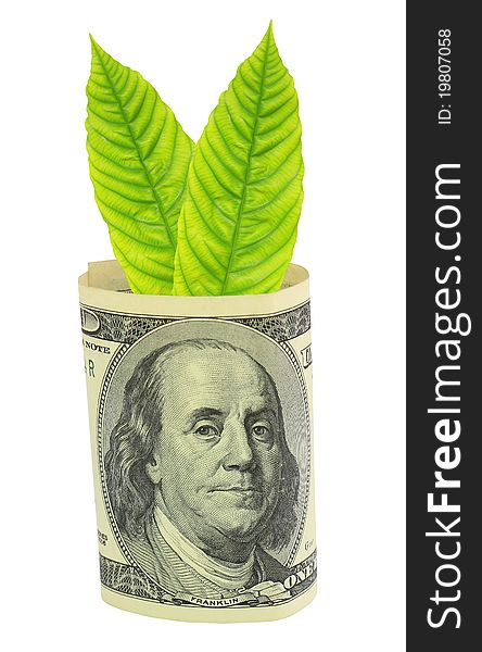 Tree shoot growing from dollar banknote. Tree shoot growing from dollar banknote