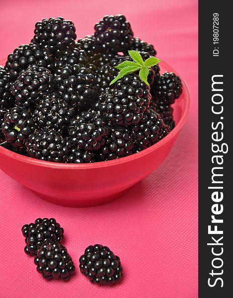 Blackberries in a pink bowl on a pink background. Blackberries in a pink bowl on a pink background