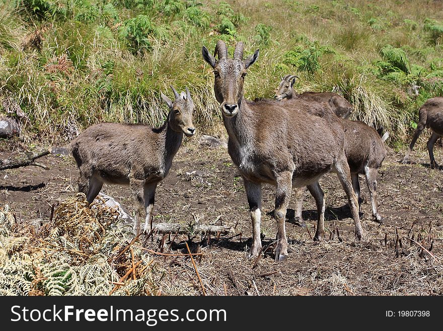 Wild mountain goats in North Kerala, India. Wild mountain goats in North Kerala, India.