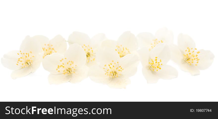 Jasmine on a white background