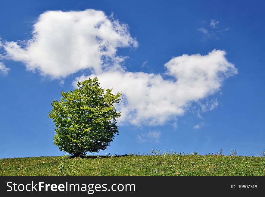 A lonely tree against the huge sky with a cloud in a summer landscape.
