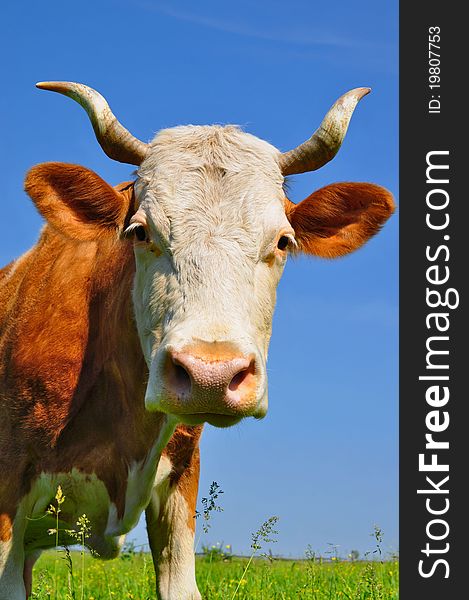 A cow on a summer pasture in a summer rural landscape. A cow on a summer pasture in a summer rural landscape