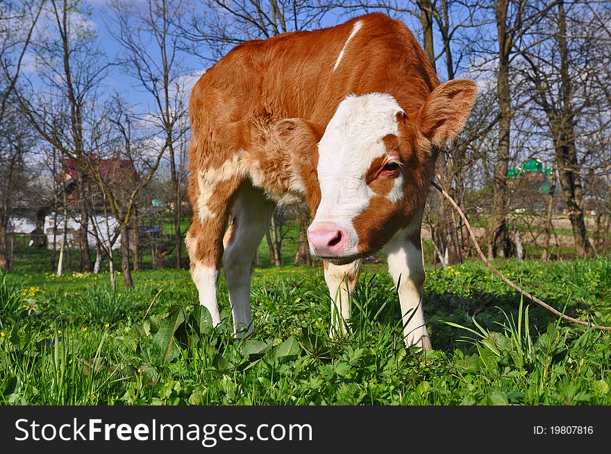 The calf on a summer pasture in a rural landscape.