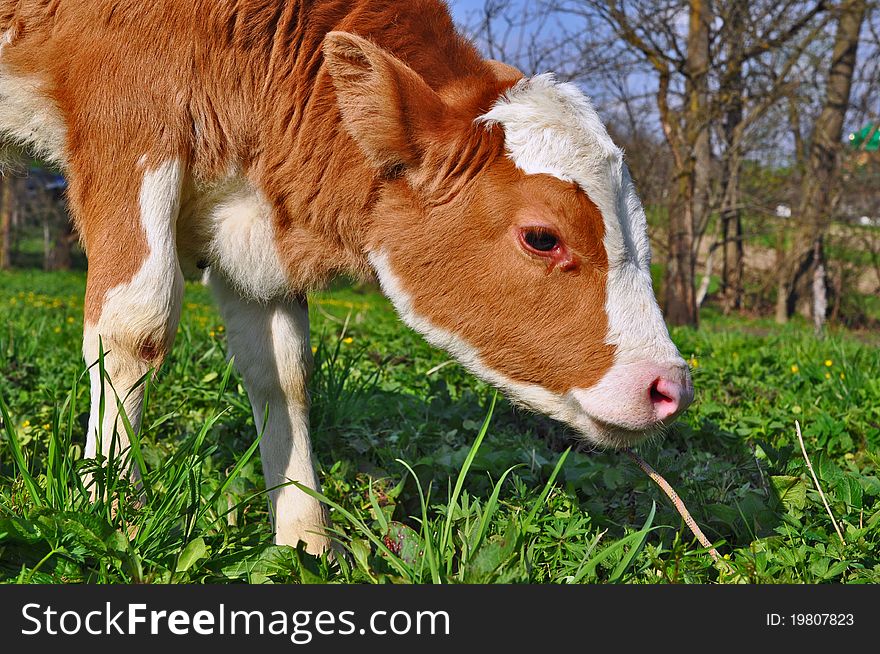 The calf on a summer pasture in a rural landscape.