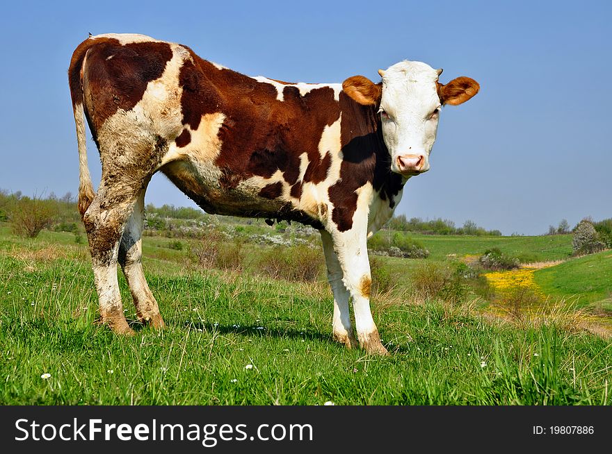 The calf on a summer pasture in a rural landscape.