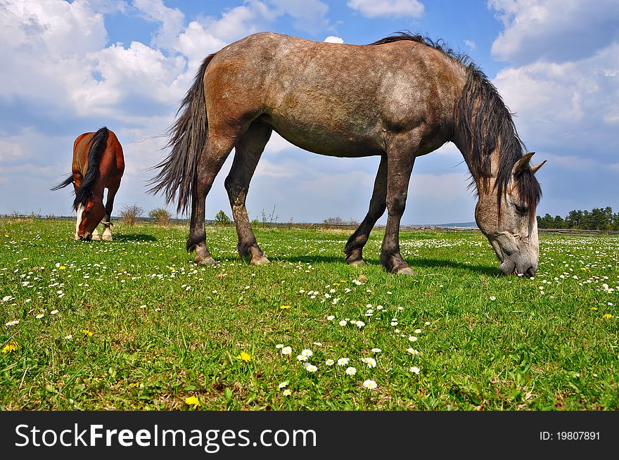 Horses On A Summer Pasture