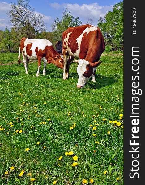 Cows on a summer pasture in a summer rural landscape