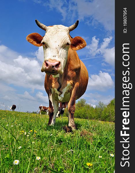 Cow on a summer pasture in a summer rural landscape