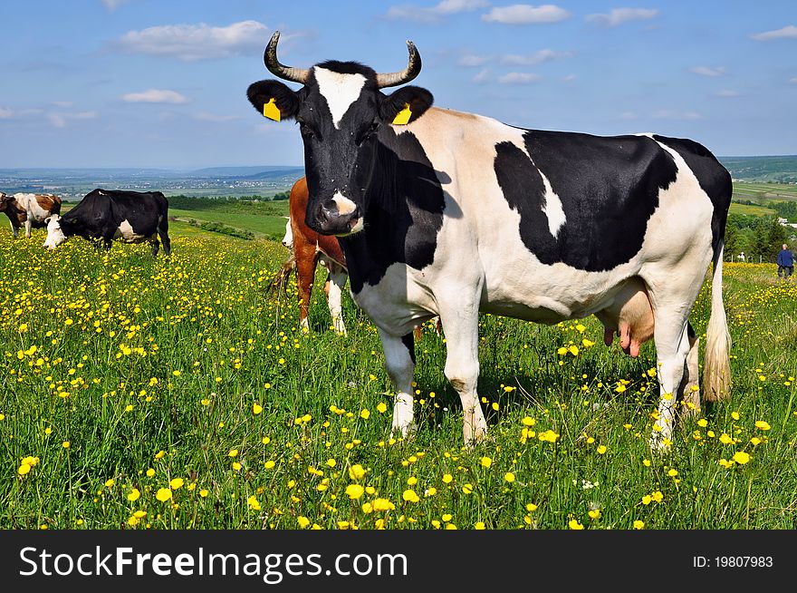 Cow on a summer pasture in a summer rural landscape