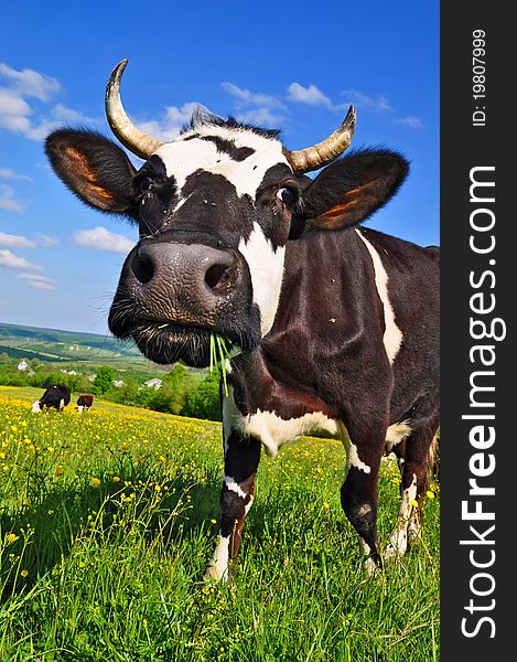 Cow on a summer pasture in a summer rural landscape