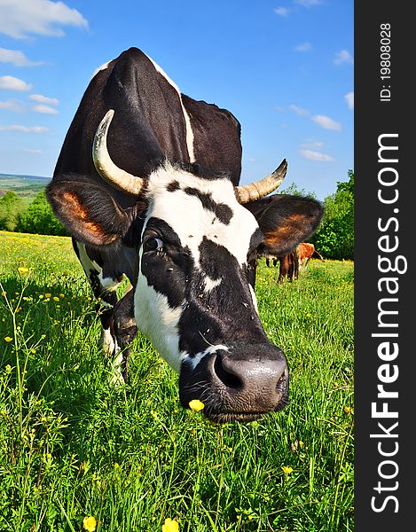 Cow on a summer pasture in a summer rural landscape