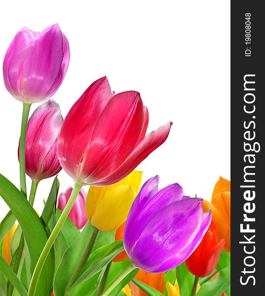 Lots of beautiful colors of tulips