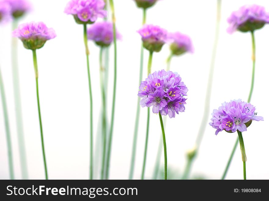 Beautiful flowers isolated on white background