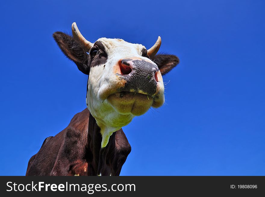 A head of a cow close up in a rural landscape.