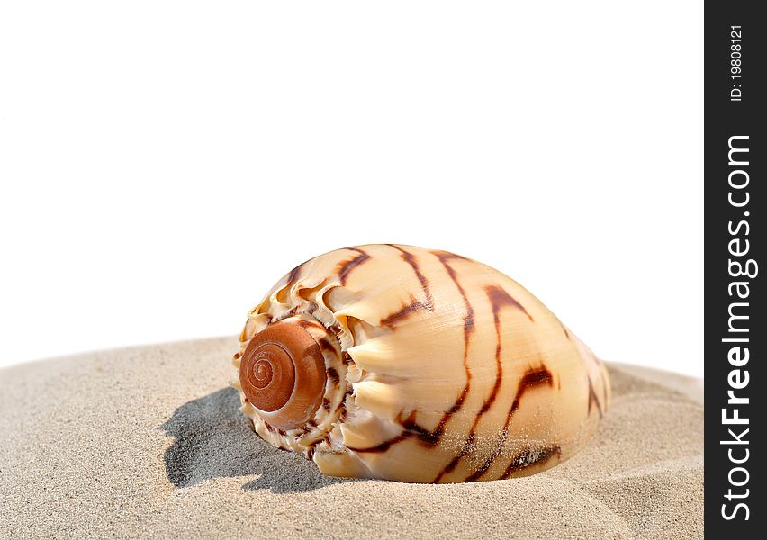 Shells on the sand and with isolated background