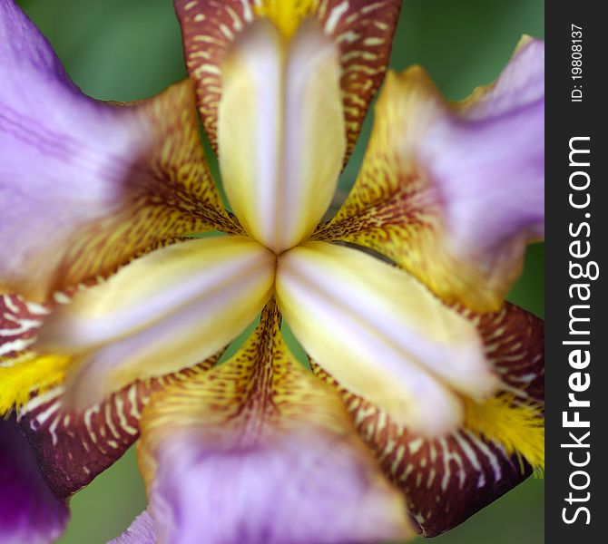 Beautiful dark purple iris flower, heart flower