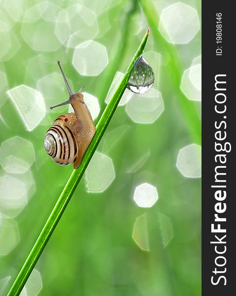 Snail on dewy grass