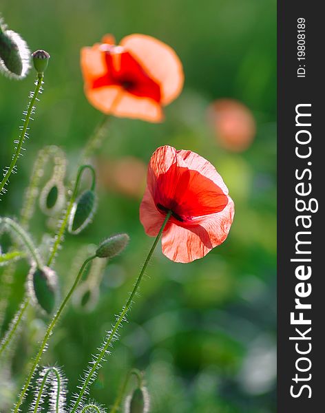 Poppies on green field flower, plant