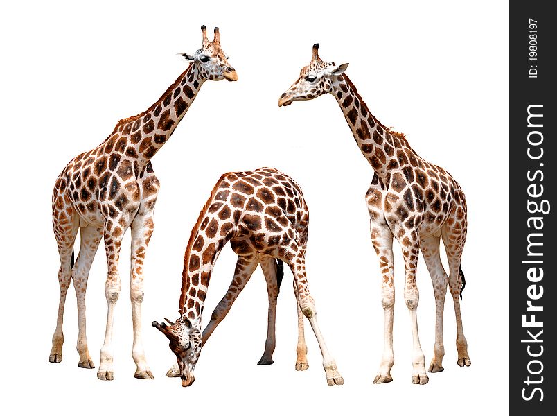 Giraffes