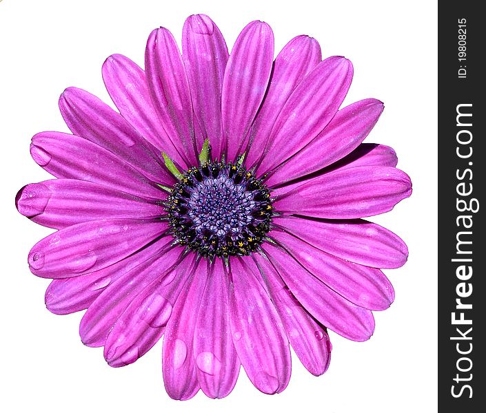 Pink gerbera isolated with drops of water