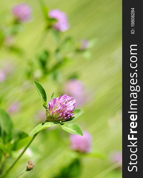 Red clover plants in sunshine