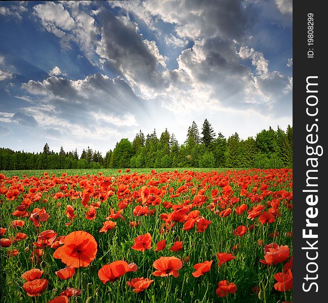 Spring landscape with red poppy