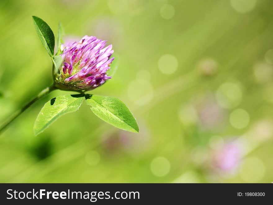 Red clover plants in sunshine