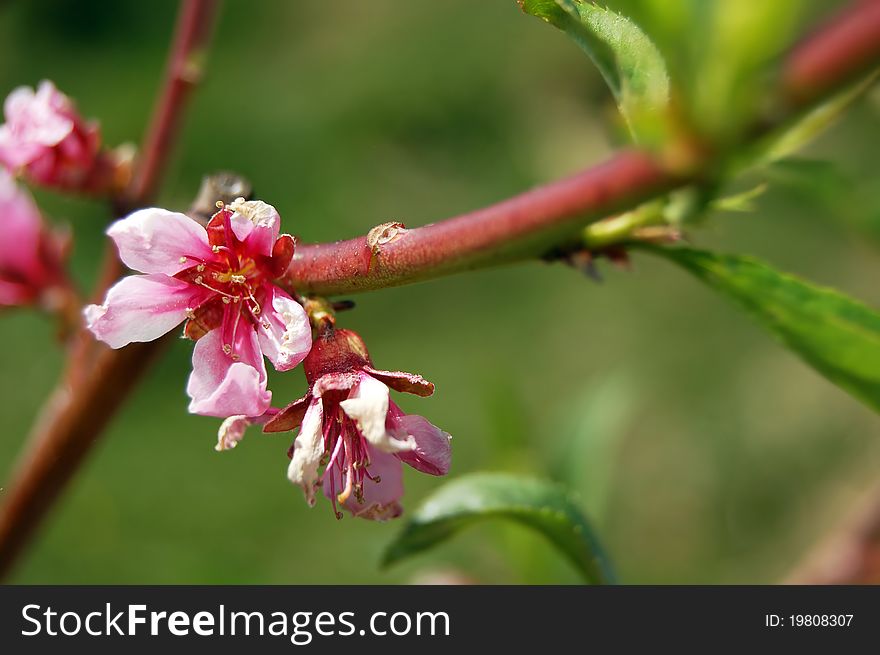 Beautiful flowering tree - apple - detail. Beautiful flowering tree - apple - detail