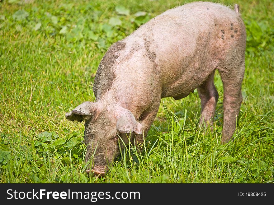Dirty domestic pig eating grass