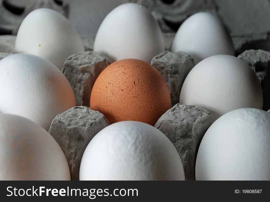 One brown egg in a carton of white eggs